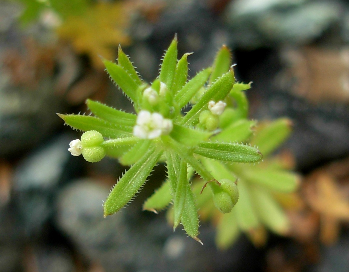 Galium tricornutum Dandy / Caglio coriandolino